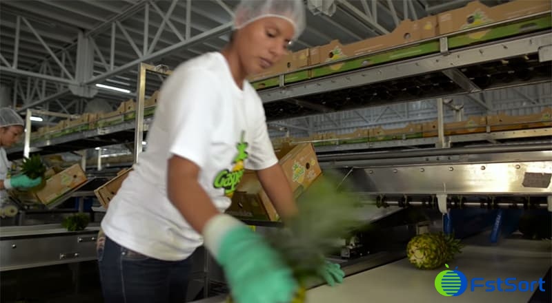 images/1656575170032pineapple packing equipment4.jpg